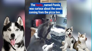 Husky accidentally causes kitchen fire