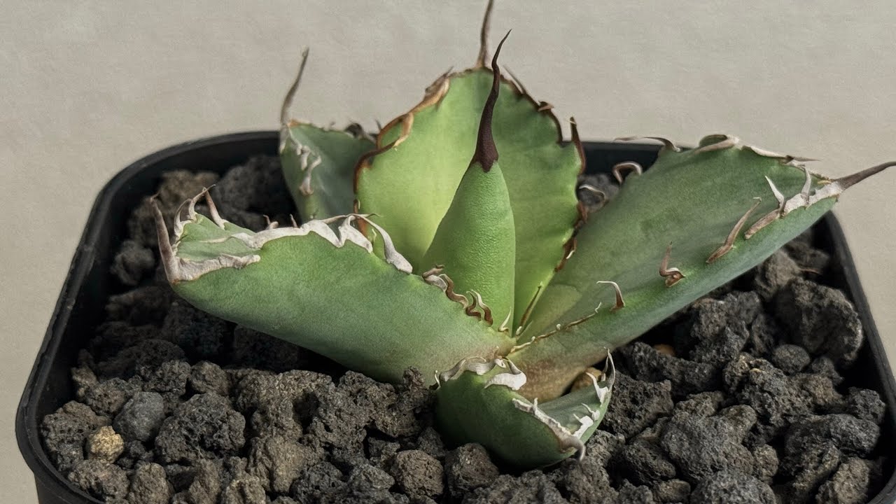 アガベ・チタノタ 黒犀牛（芽）-040｜agave titanota black rhino