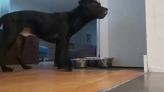 Feeding Good Kibble Patterdale Estacado Hayes Brothers Farm Raised Chicken Adult Maxi Fell Terriers