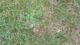 Fairy Ring on lawn with puffball mushroom | Perfect circle of grass