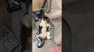 Cái nết ngủ vậy ko có em nào mê😁 #myjourney88 #catvideos #catshorts #catlife #cutecat #catholic