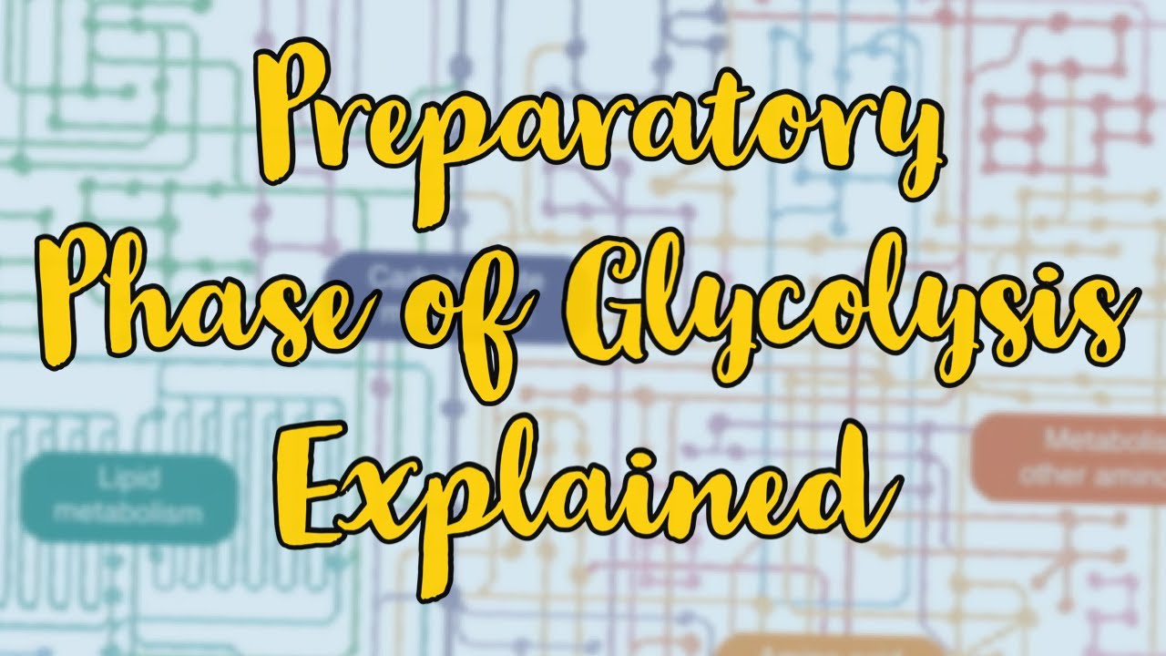 Mastering Glycolysis: The Preparatory Phase | Explained in Detail
