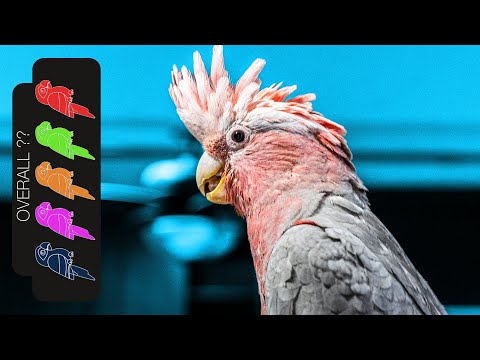 Galah Types