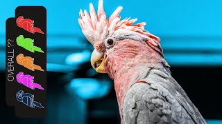 Galah Cockatoo, The Best Pet Parrot?