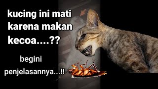 bahaya kucing makan kecoa | iki edo