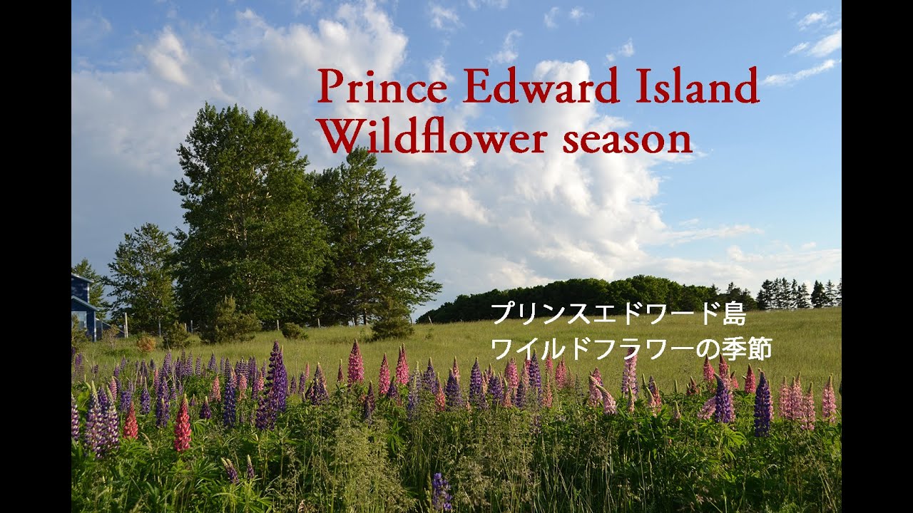 カナダ プリンスエドワード島 ワイルドフラワーの季節 Canada Prince Edward Island Wildflower Season Youtube