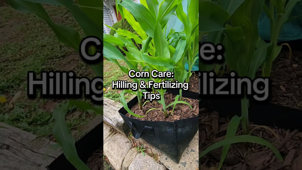 Corn Care: Hilling and Fertilizing Tips 