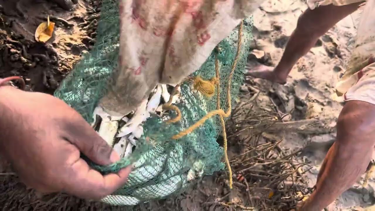 #fishingvibes #fishing #kerala #fishingvideo #netfising 