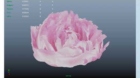 Hiệu ứng chuyển động mềm mại, cánh hoa bung nở tự nhiên như trong quảng cáo.