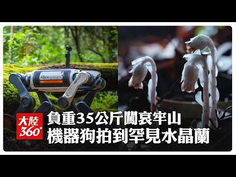 Robot Dog Ventures into Ailao Mountain's "Death Forest"! Carrying 35kg of Supplies, Capturing Gho...