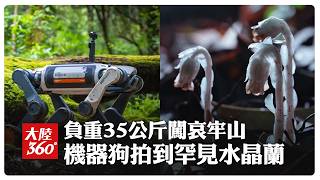 Robot Dog Ventures into Ailao Mountain's 'Death Forest'! Carrying 35kg of Supplies, Capturing Gho...