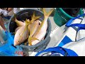 The Best Yellowtail fishing Trophy Yellowtail Snapper Miami Florida