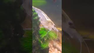 Amano Gardening - New HOB Filter Day 3 #amanoshrimp #algae #edwardscissorhands