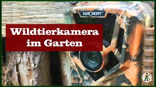 Wildtierkamera Im Garten Von Kf Concept