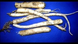 Dzikie Rośliny Jadalne - Cz6 Dzwonek Jednostronny Wild Edible Plants - Pt6 Creeping Bellflower