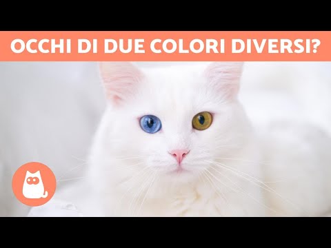 Video: Perché alcuni cani hanno 2 colori diversi per gli occhi?