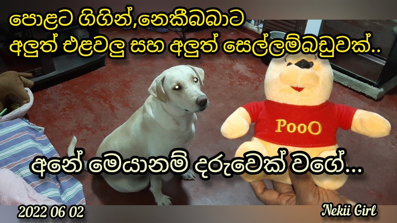 පොළේ ගිහින් අලුත් එළවලු සහ අලුත් සෙල්ලම්බඩු ..| 2022 06 02