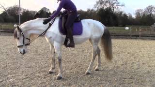 Horse and rider straightness training, workshop 1 groundwork.
