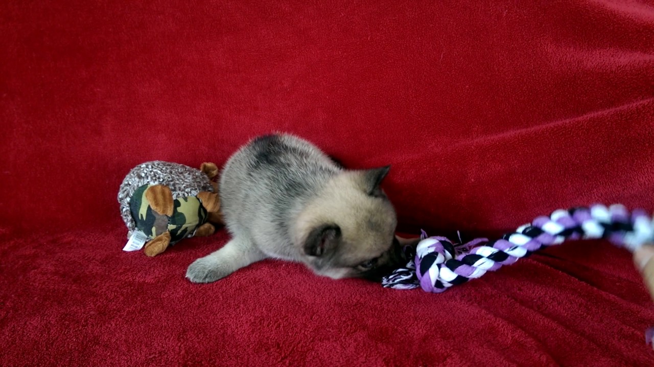 Agouti Female Pomsky With Blue Eyes