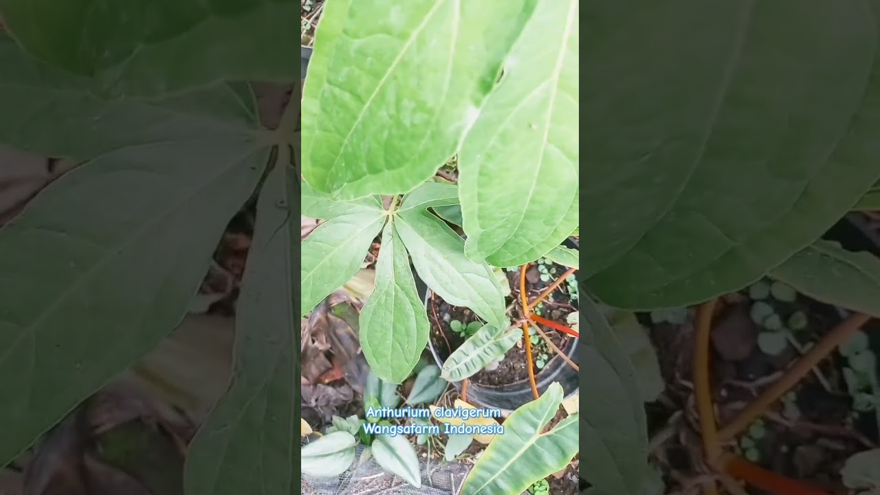 Anthurium clavigerum 