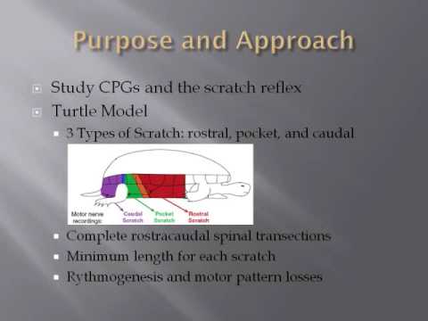 Phys.org - central pattern generator