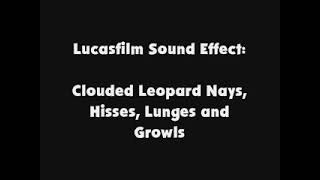 Lucasfilm SFX Clouded Leopard Nays, Hisses, Lunges and Growls