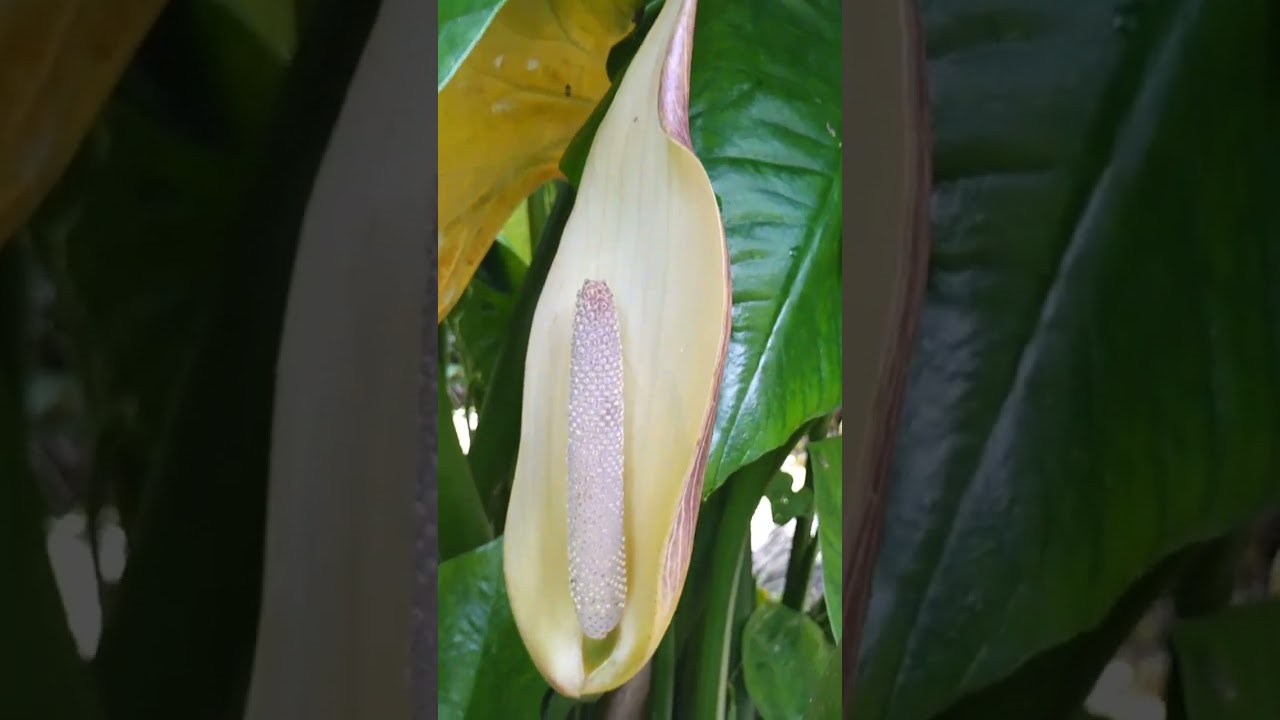 Giant Swamp Taro Flower 