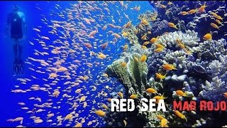 🧿FreeDive Red Sea 2K.🔴Mar Rojo Egipto🟤Snorkelling