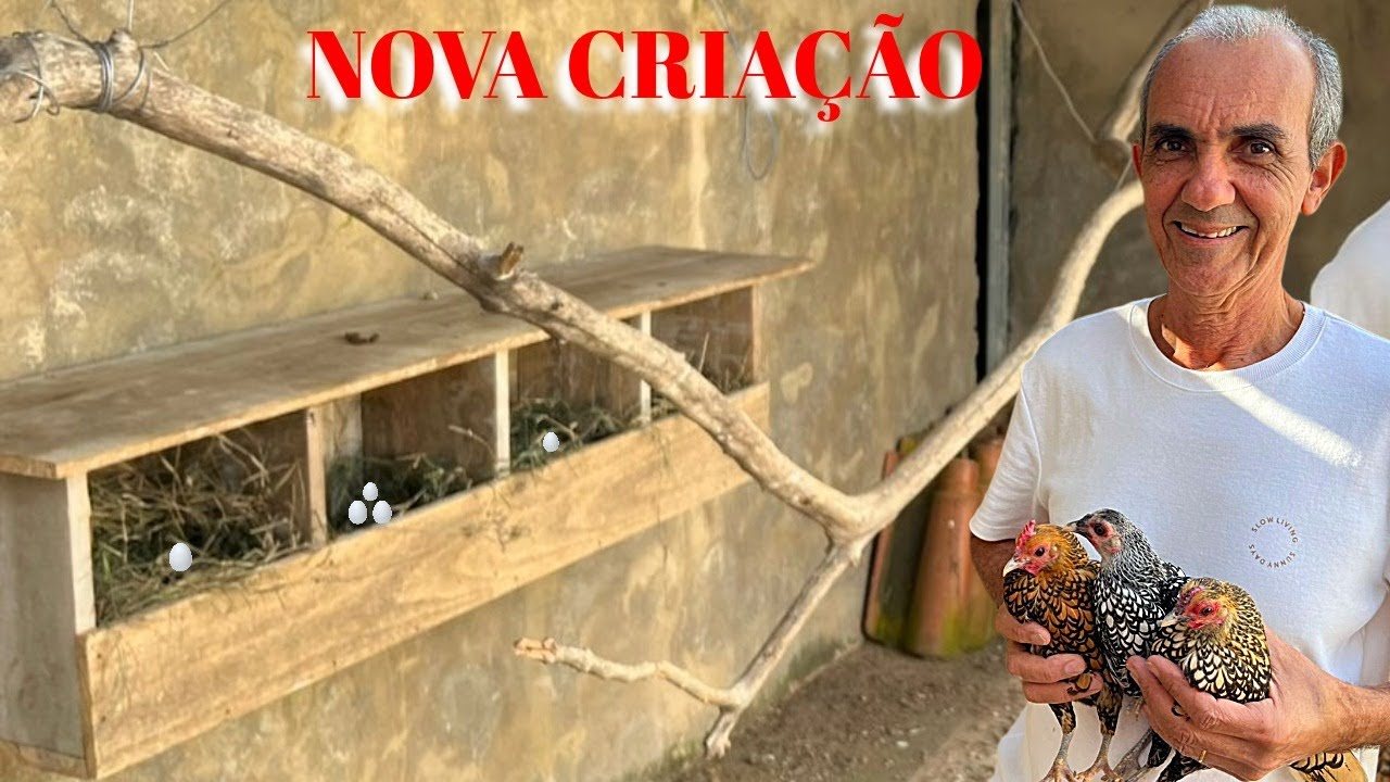 ESTOU CRIANDO ESSAS GALINHAS E JÁ COMEÇARAM BOTAR OVOS