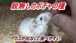 【ハムスター】殻無しカボチャの種！Pumpkinseed huskless to a hamster