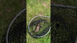 #fish #fishing #fishingtips #fishingvideo #fishinglife #fishingtrip #fishingvideos #outdoors #trout