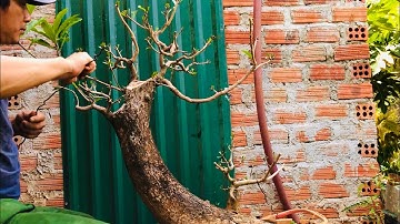 Khắc phục thân đơ cho cây Lộc vừng phụ tử sau 2 năm khai thác