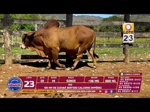 lote 23 - 01 MACHO SINDI P.O +36 MS 600 KG