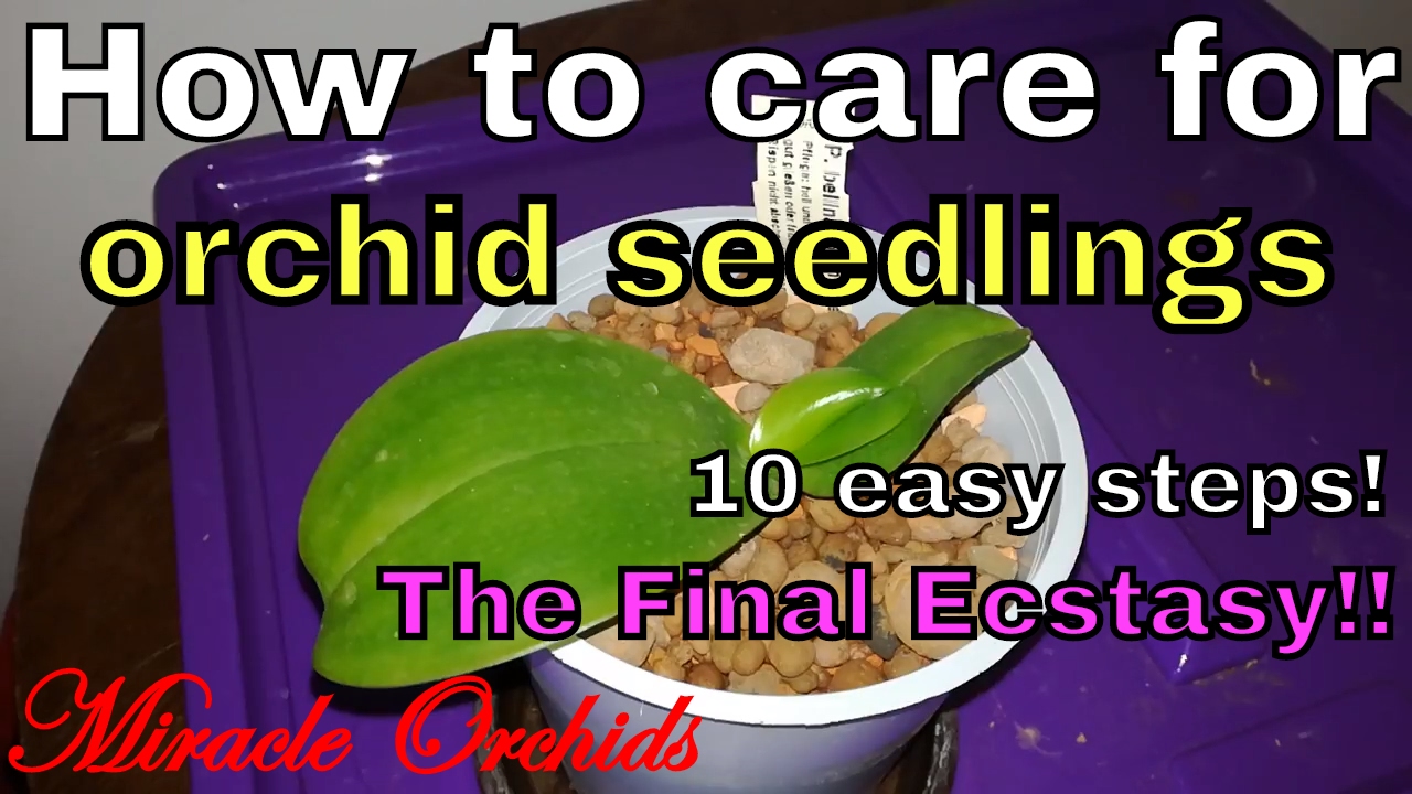 How to care for orchid seedlings in 10 easy steps | The final Ecstasy