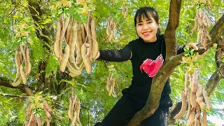 Harvesting Sour Tamarind,Bringing Them to The Village Market to Sell | Quynh Bushcraft