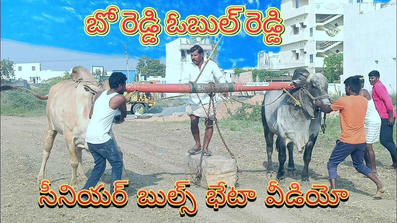 బో రెడ్డి ఓబుల్ రెడ్డి సీనియర్ బుల్స్ భెట వీడియో