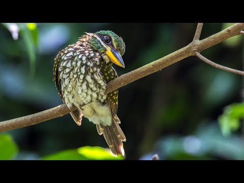 Spotted Wood Kingfisher - Tamron 150-600mm G2