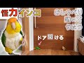 ドアを開けてテンション↑↑なシロハラインコおーちゃん