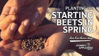 How To Plant Beets in Containers