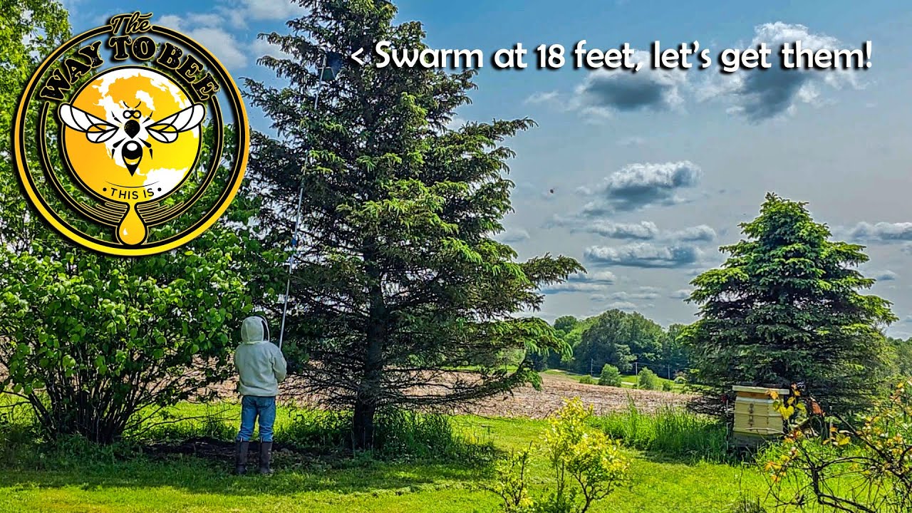 High Swarm Collection Method with Expanded Metal Trash Bin and Extension Pole.