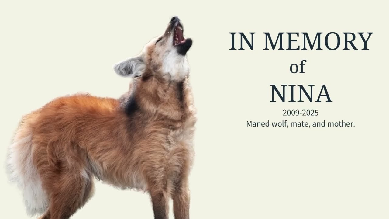 In Memory of Nina the Maned Wolf