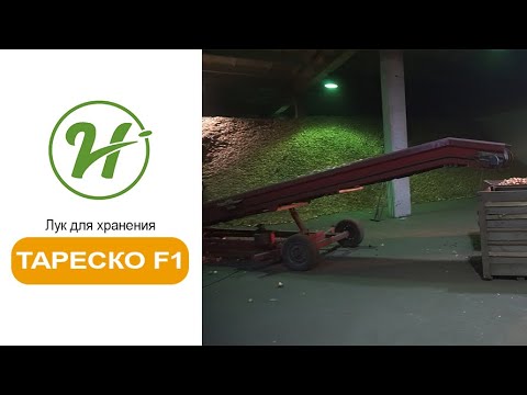 Лук для хранения Тареско F1