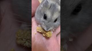 おもち君今ではあわ玉のトリコです #ハムスター