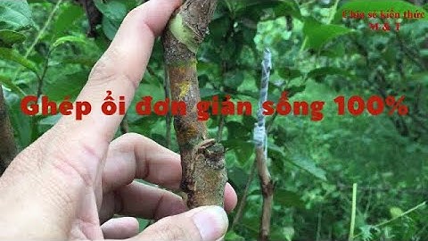Kỹ thuật ghép cây ổi hiệu quả