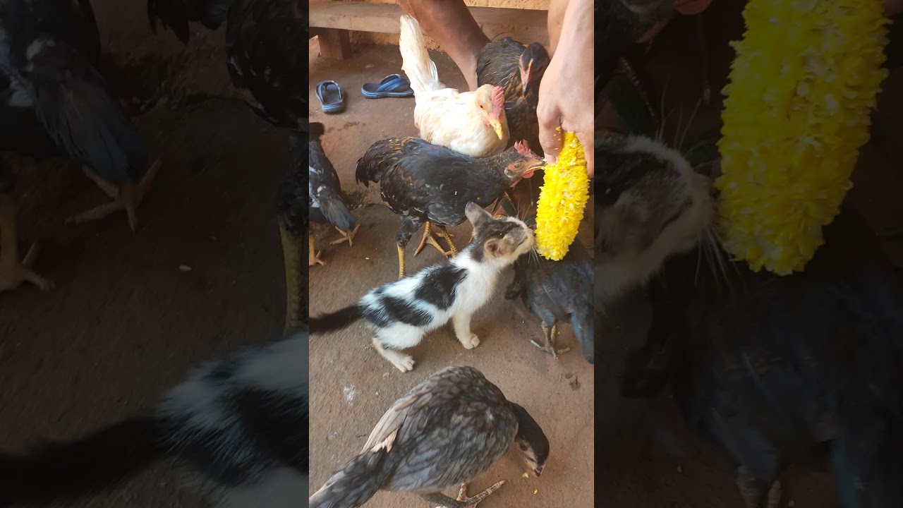 Kucing dan ayam YouTube Kucing dan ayam YouTube