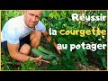 RÉUSSIR LA COURGETTE AU POTAGER