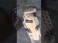 Najgroźniejsze Węże Na świecie Shorts Snake Ciekawostki Zwierząt Najgroźniejsze Węże Na świecie Shorts Snake Ciekawostki Zwierząt