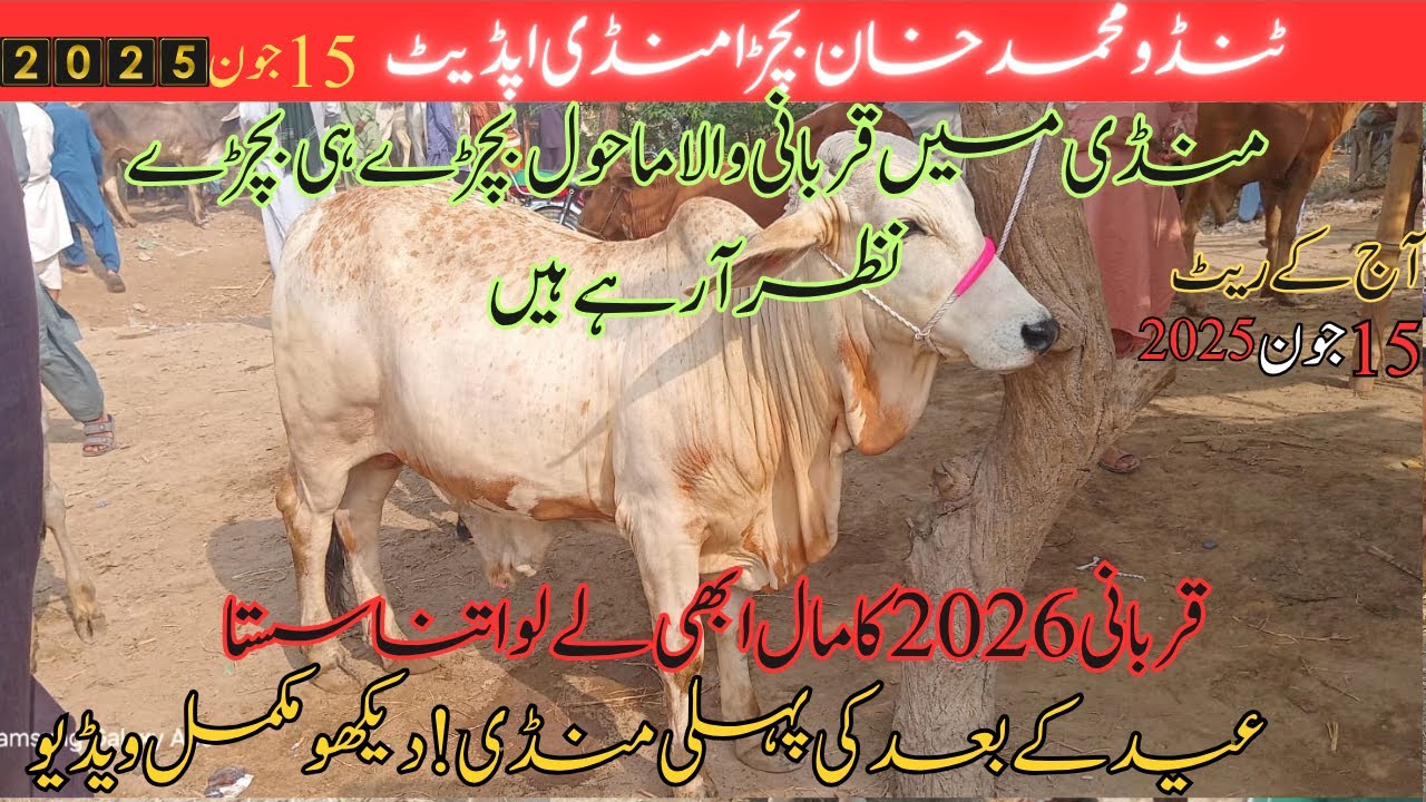 Tando Muhammad Khan Bachra Mandi 15 June 2025 |Qurbani 2026 K Bachray Ke Rate Bachra Price Pakistan