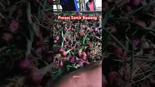 Download Lagu Bawang Merah Sumbar #music #bawang #petanibawang #petaniberdasi petani MP3