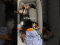 A Day in the Life of a Big Fluffy Dog 😂 #dog #dogvideo #cutedog #funnydogs #bernese